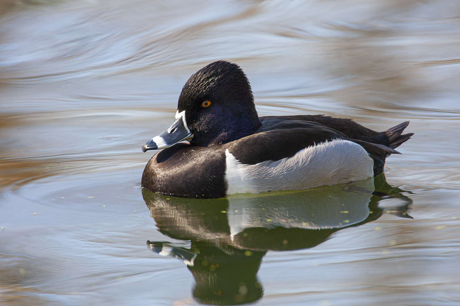 Whether dabbling ducks of diving, ducks are fun to watch in the winte