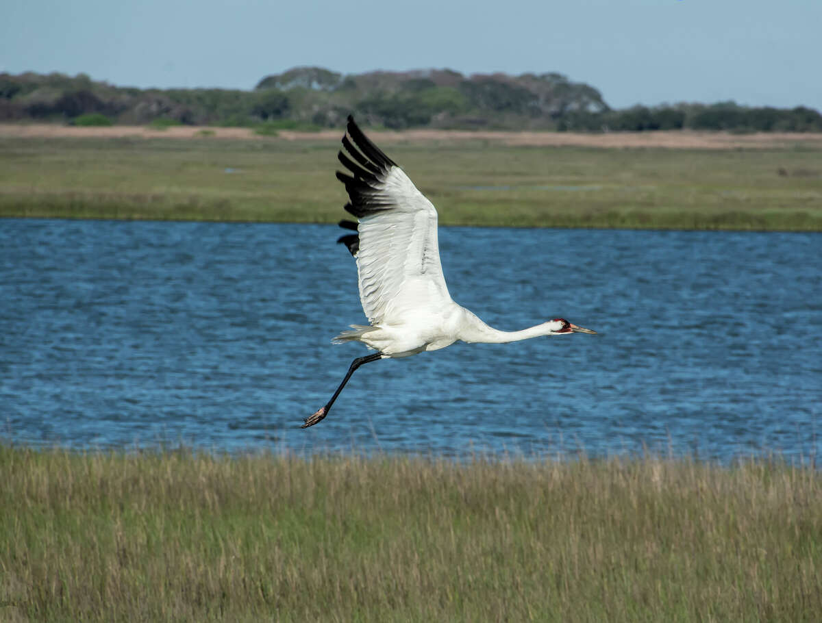Whooping cranes have been spotted along the Texas Coast, according to the Texas Parks and Wildlife Department. 