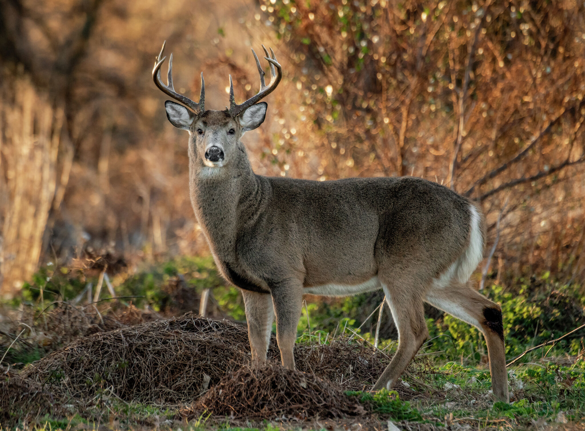 Michigan Firearm Deer Season Follow these best practices