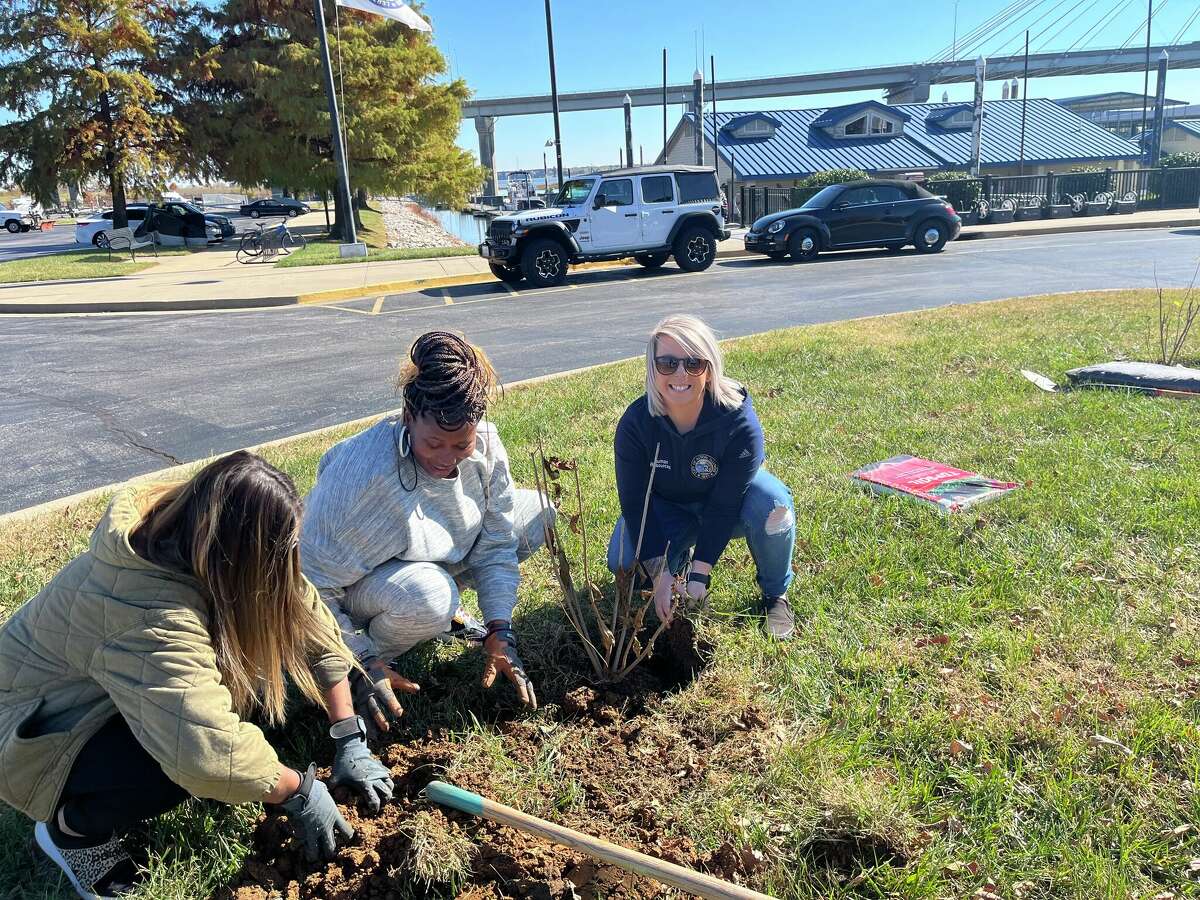 Approximately 130 native trees were planted this fall in 10 Alton parks and along the Broadway Corridor.