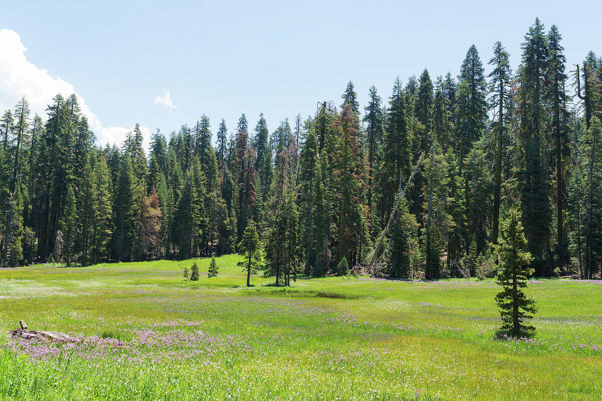 A view of Summit Meadow in Yosemite National Park.