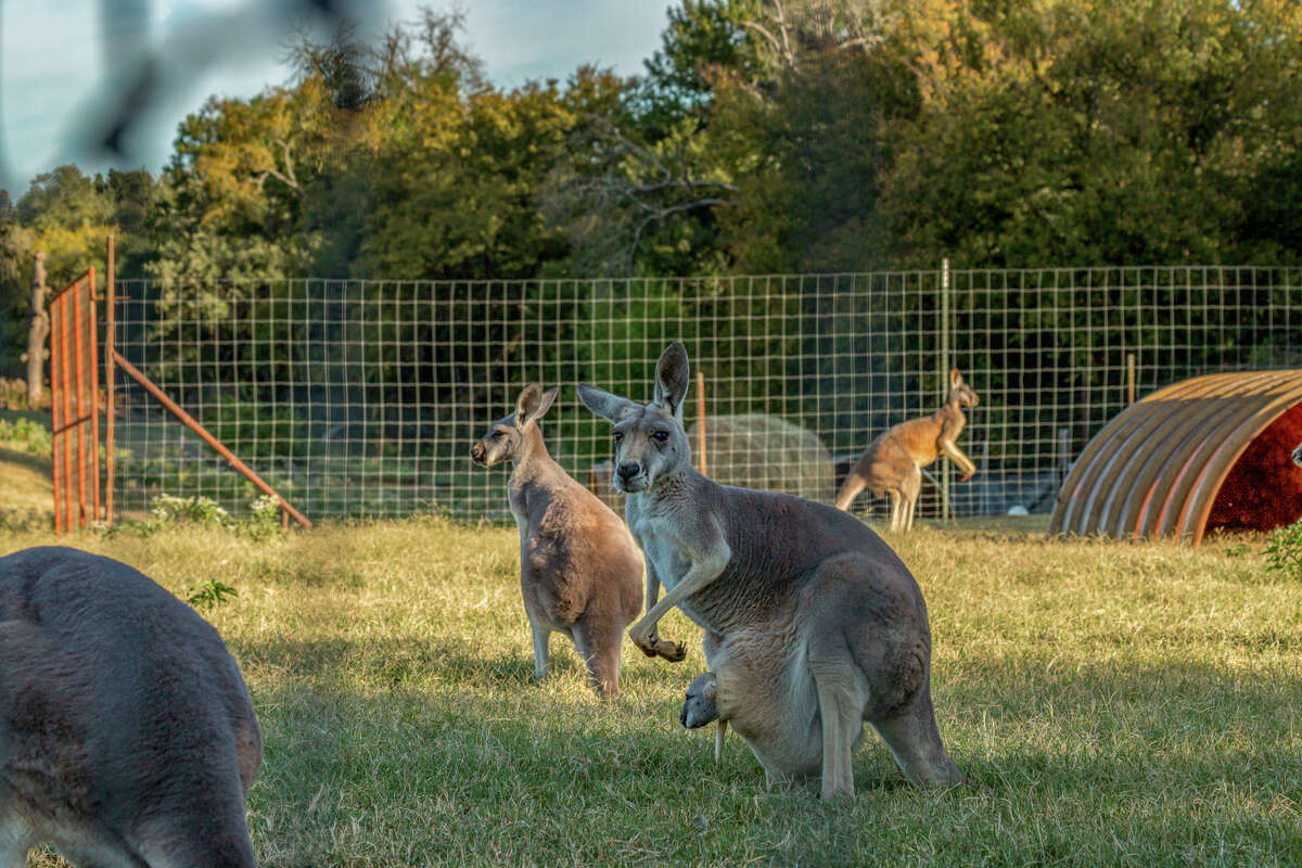 texas safari for sale