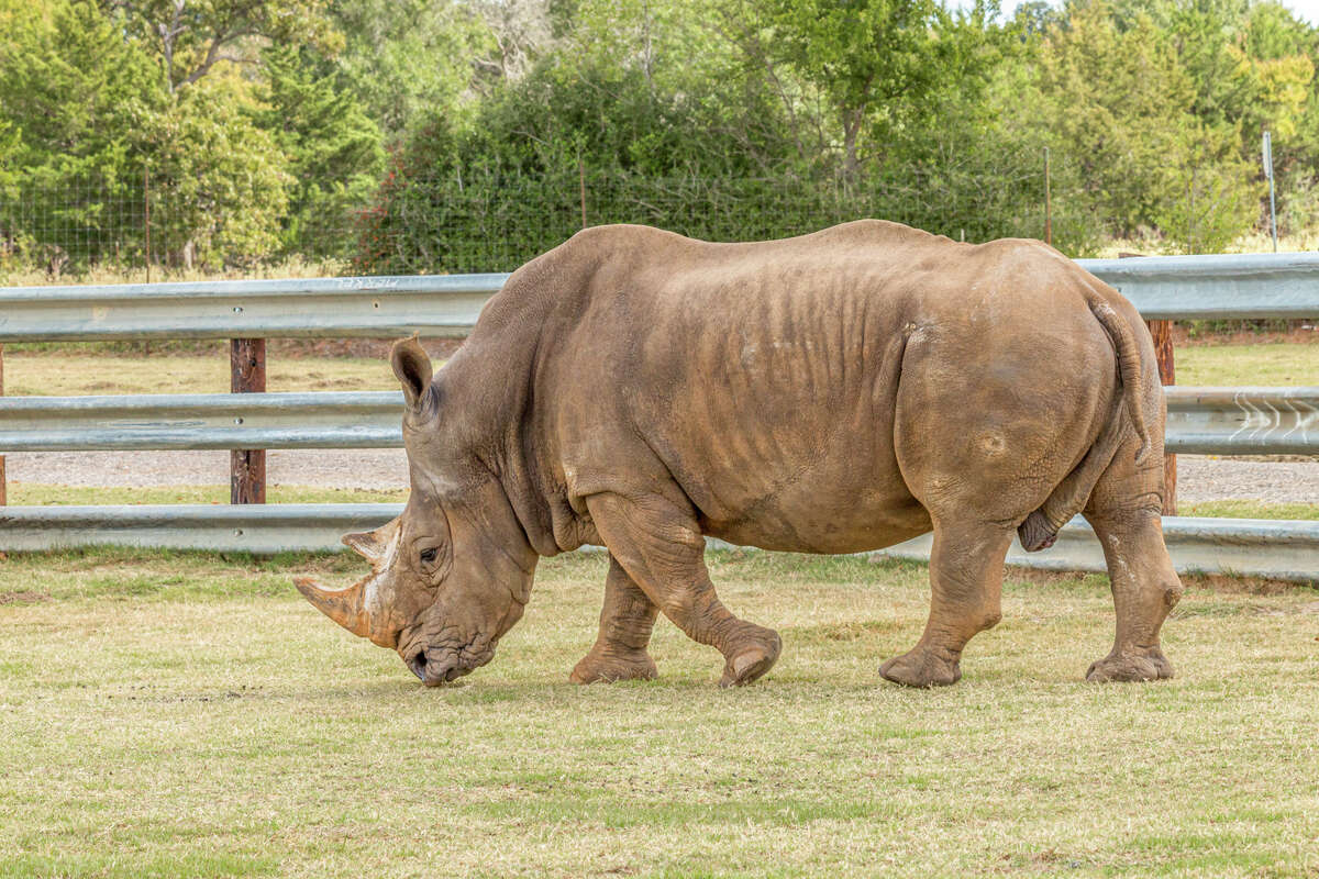 texas-drive-thru-safari-for-sale-houses-100-animal-species