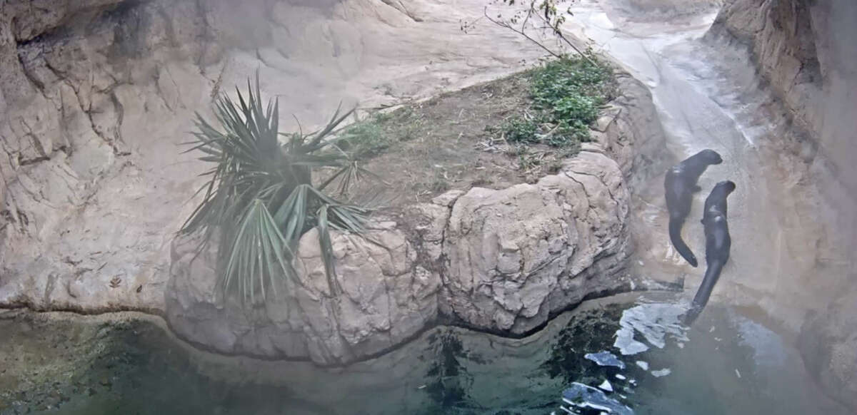 Houston Zoo offers giant river otter livestream cam