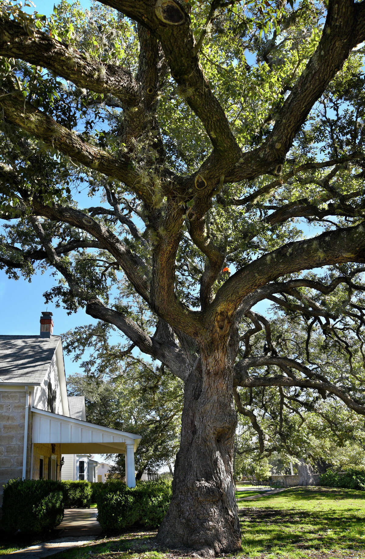 Follow 5 Recommendations When Planting Shade Trees In S A   1200x0 