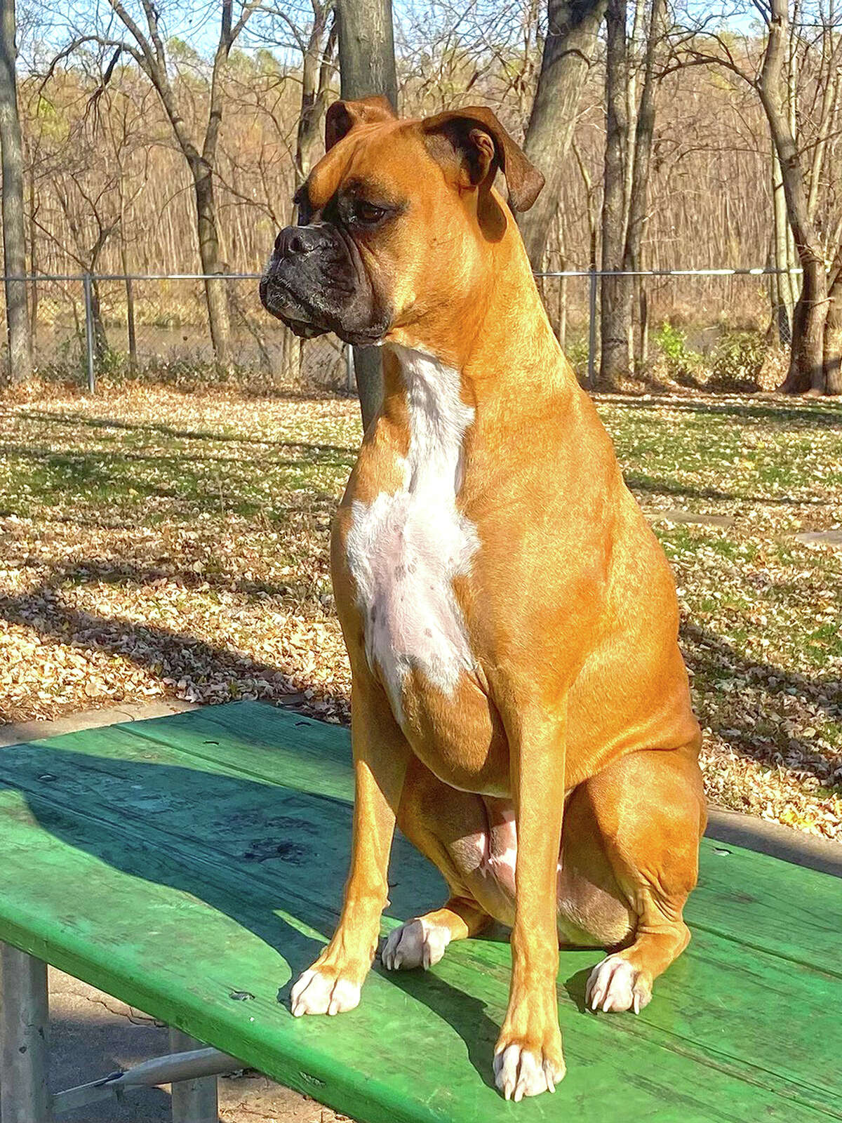 Tess enjoys a sunny day at the dog park.