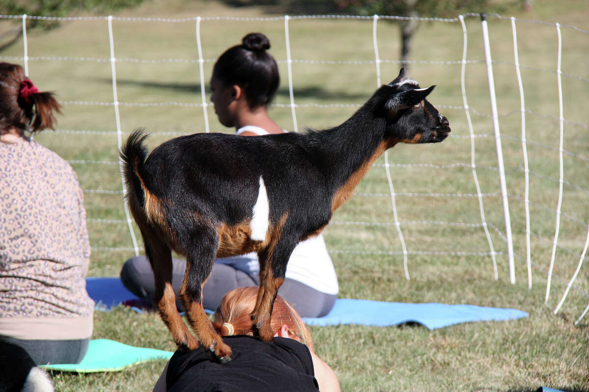 Goat yoga participants meet last month at Schon Park in Glen Carbon. Illinois now offers a $1,000 tax credit for agritourism businesses to help with liability insurance.