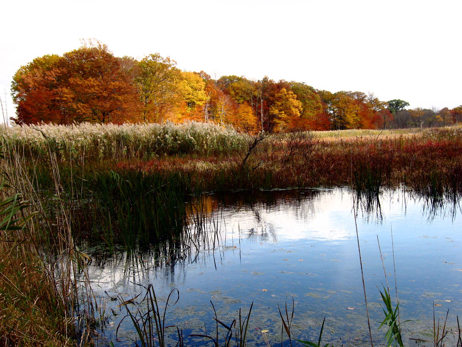 The lure of Ivy Island, P. T. Barnum's former swamp property