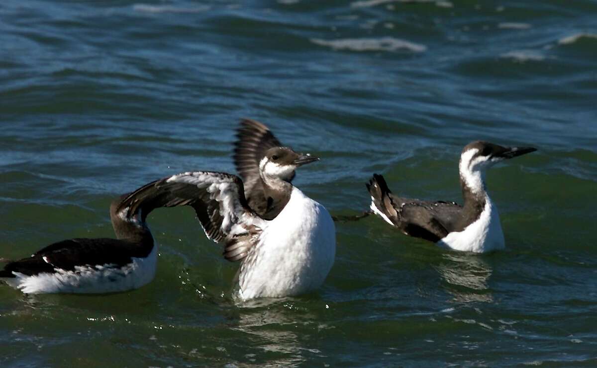 Scientists at UC Santa Cruz, UC Davis and the San Diego Zoo Wildlife Alliance studied microplastic pollution in Monterey Bay by testing microplastic particles in the water and in anchovies and common murres, a bird species found in abundance in the region.