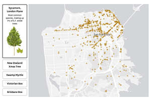 Maps show which S.F. neighborhoods have the most ‘street trees’ — and what kind