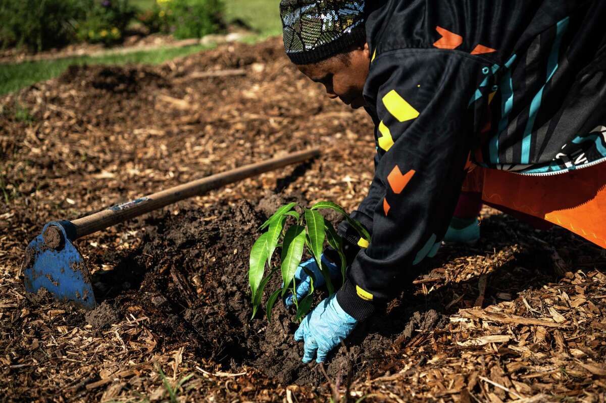 houston-community-gardens-allow-residents-to-grow-fresh-produce