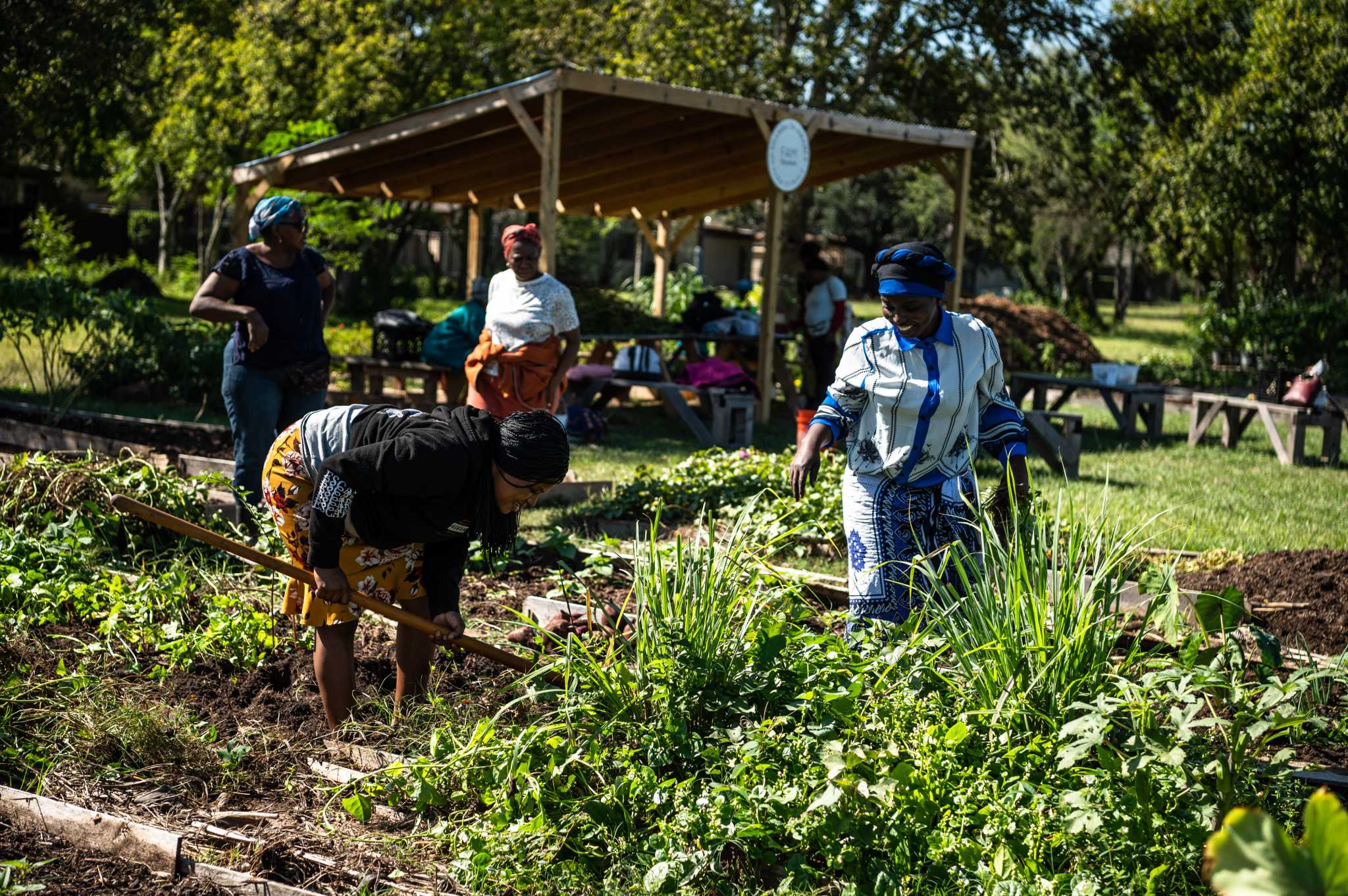 Houston community gardens allow residents to grow fresh produce