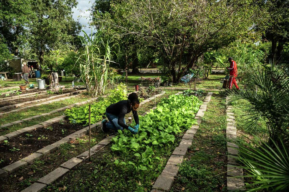 Houston community gardens allow residents to grow fresh produce