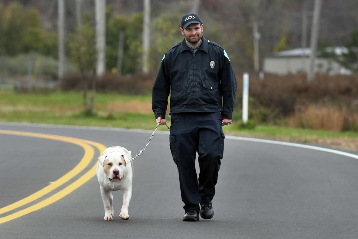 Assistant animal control officer Mark Ruby walks Dave, one of the dogs available for adoption, near the animal control shelter in Milford, Conn. Nov. 15, 2022.
