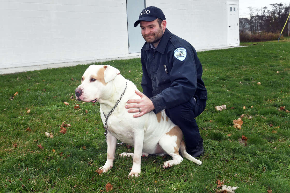 Assistant animal control officer Mark Ruby poses with Dave, one of the dogs available for adoption, outside the animal control shelter in Milford, Conn. Nov. 15, 2022.