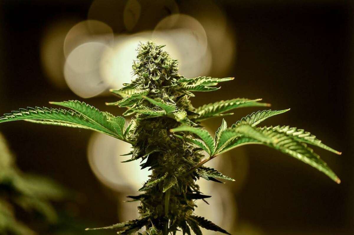 Marijuana plants grow at Greenlight Dispensary’s cultivation plant in Kansas City, Mo. Voters in Missouri voted to legalize adult recreational marijuana use. (Jill Toyoshiba/Kansas City Star/TNS)