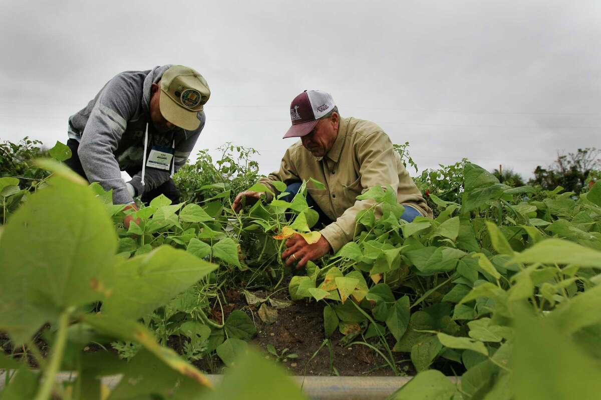 Master Gardener Ray Montez, left, and Dr. Larry Stein, a specialist with Texas A&M Agrilife Extension, help pick a crop of bush beans at Greenies Urban Farm in Bexar County. 