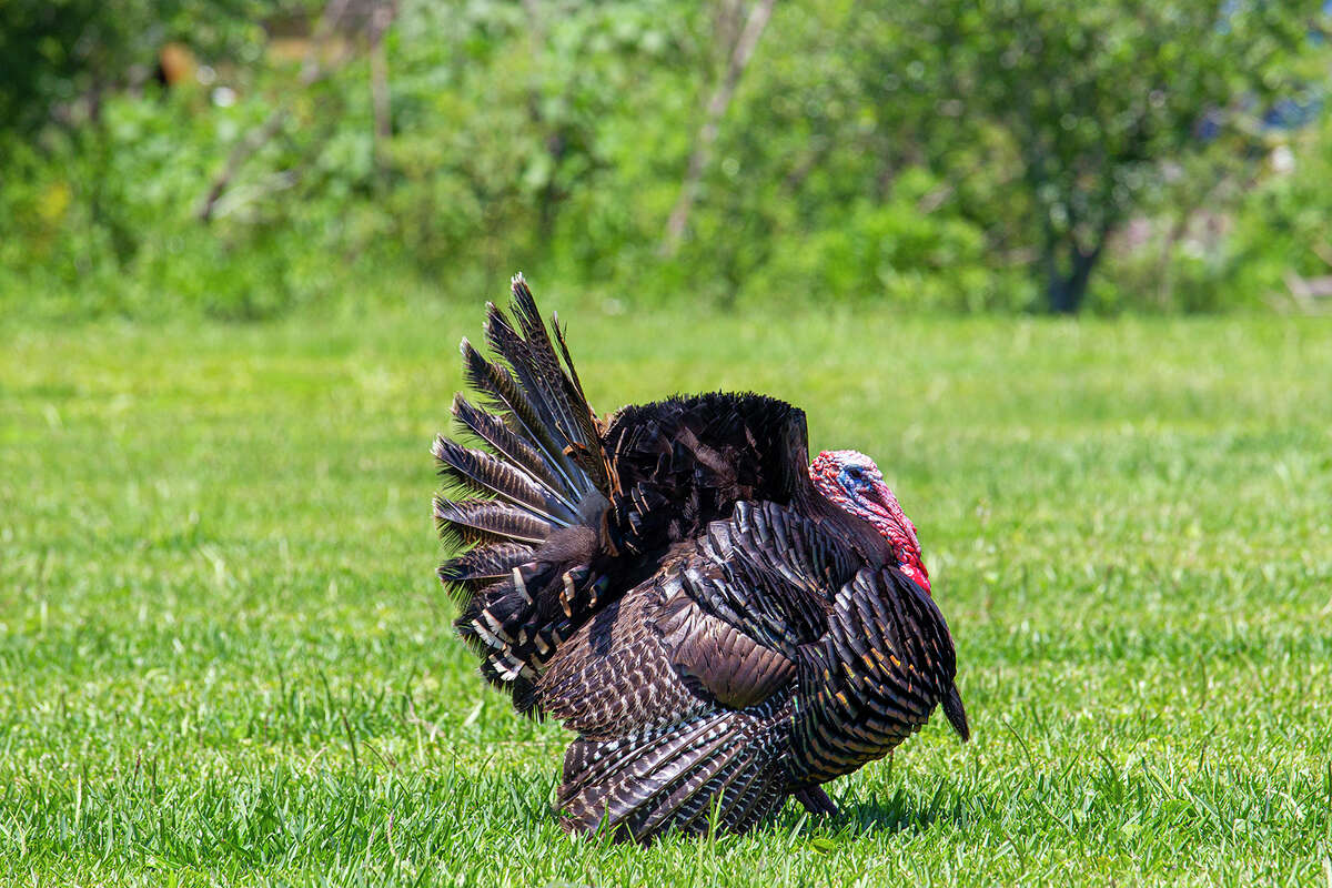 Male wild turkeys are known for their showy display, colorful wattle and drooping snood. 