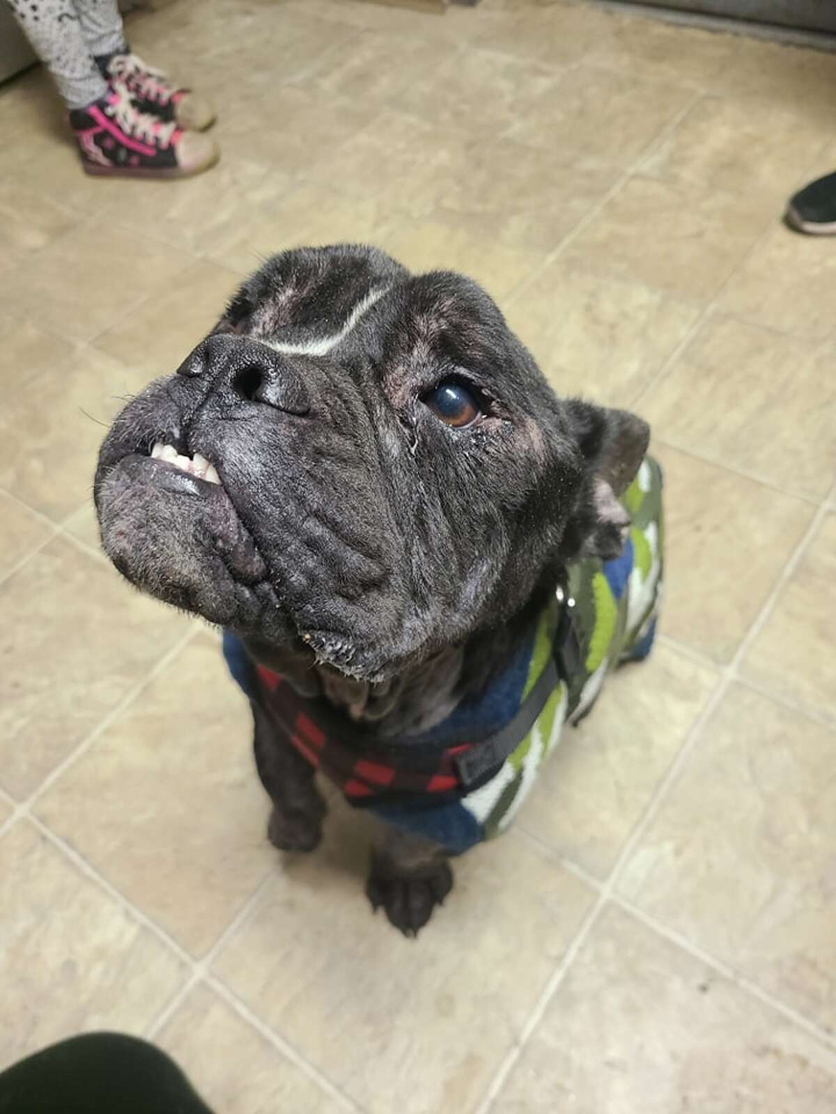 Officials Emaciated French bulldog found on Route 8 in Naugatuck