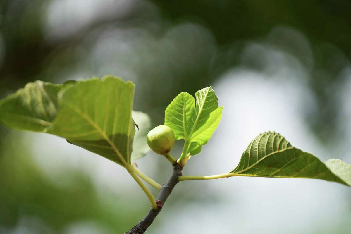 A young fig grows on a tree near the garden of Coltivare on Wednesday, Aug. 31, 2022 in Houston. Restaurant Columnist Bao Ong calls on Houston restaurants to serve more vegetables, whether as the main star or a side dish.