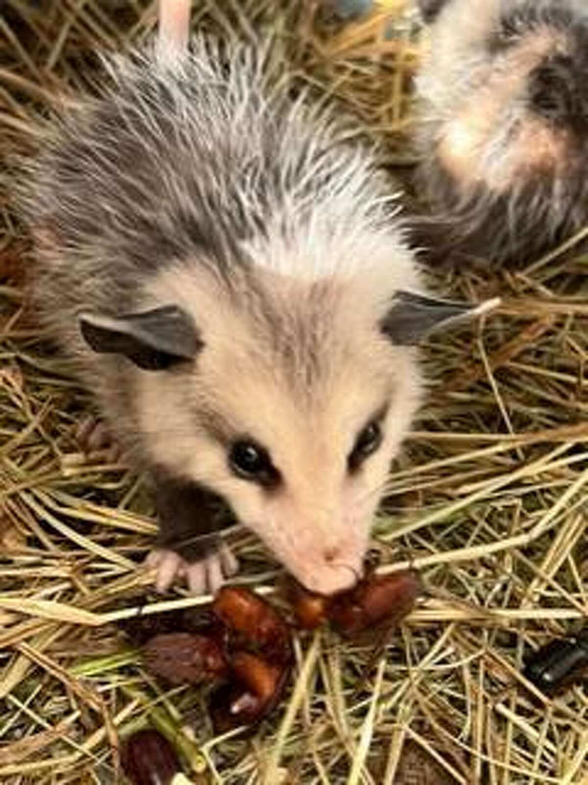 Possums are omnivores and eat anything including grains, insects (cockroaches), snails, ticks, frogs, rodents, birds, snakes, dead animals, etc. They are nature’s scavengers and help rid the garden of many pests that plague the garden.