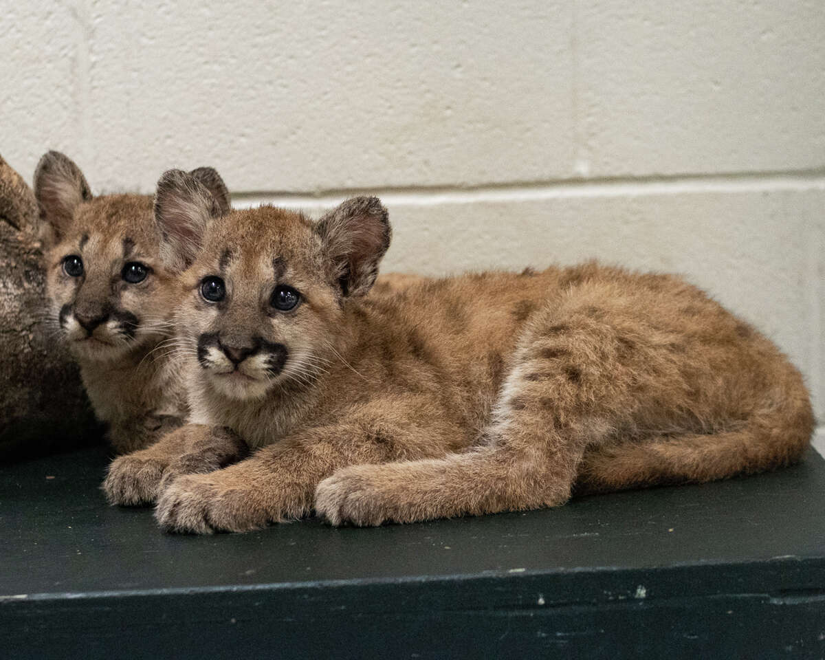 The Houston Zoo has welcomed two eight-week-old cougar cubs who also happen to be brothers: Shasta VII and Louie. 