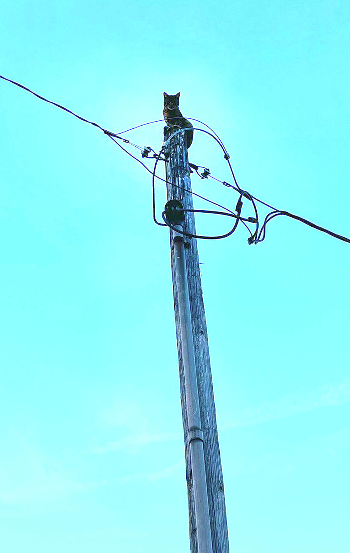 A cat sits on top of a utility pole in Morgan County. The fearless feline scurried up the pole with a dog giving chase. The canine eventually went away and the cat made its way safely back down the tall timber.