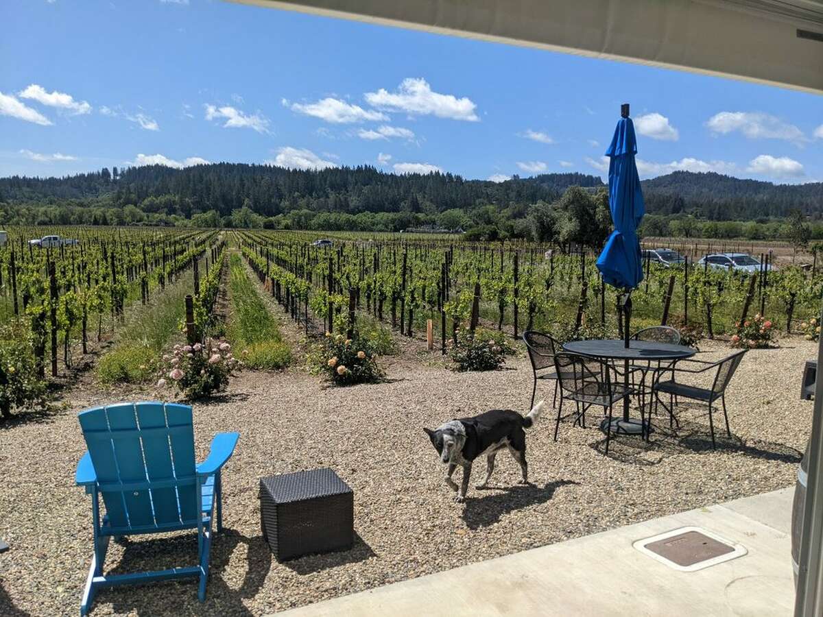 A dog walks around the outdoor area at West Wines. 