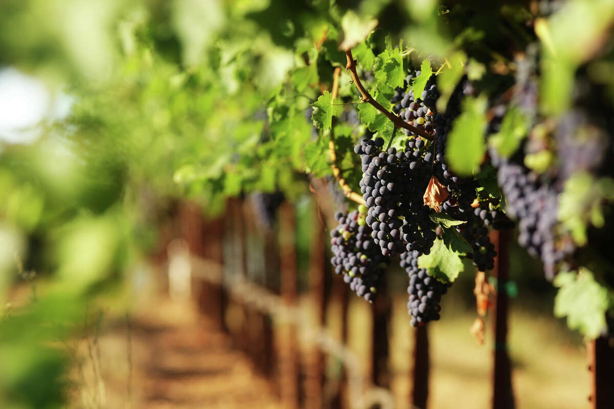 Red wine grapes in a vineyard 