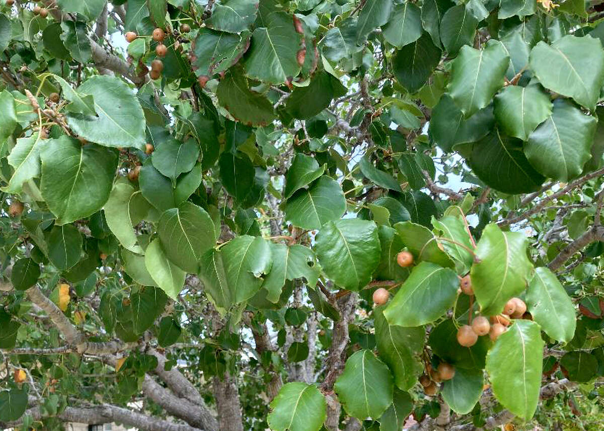 ornamental pear tree fruit