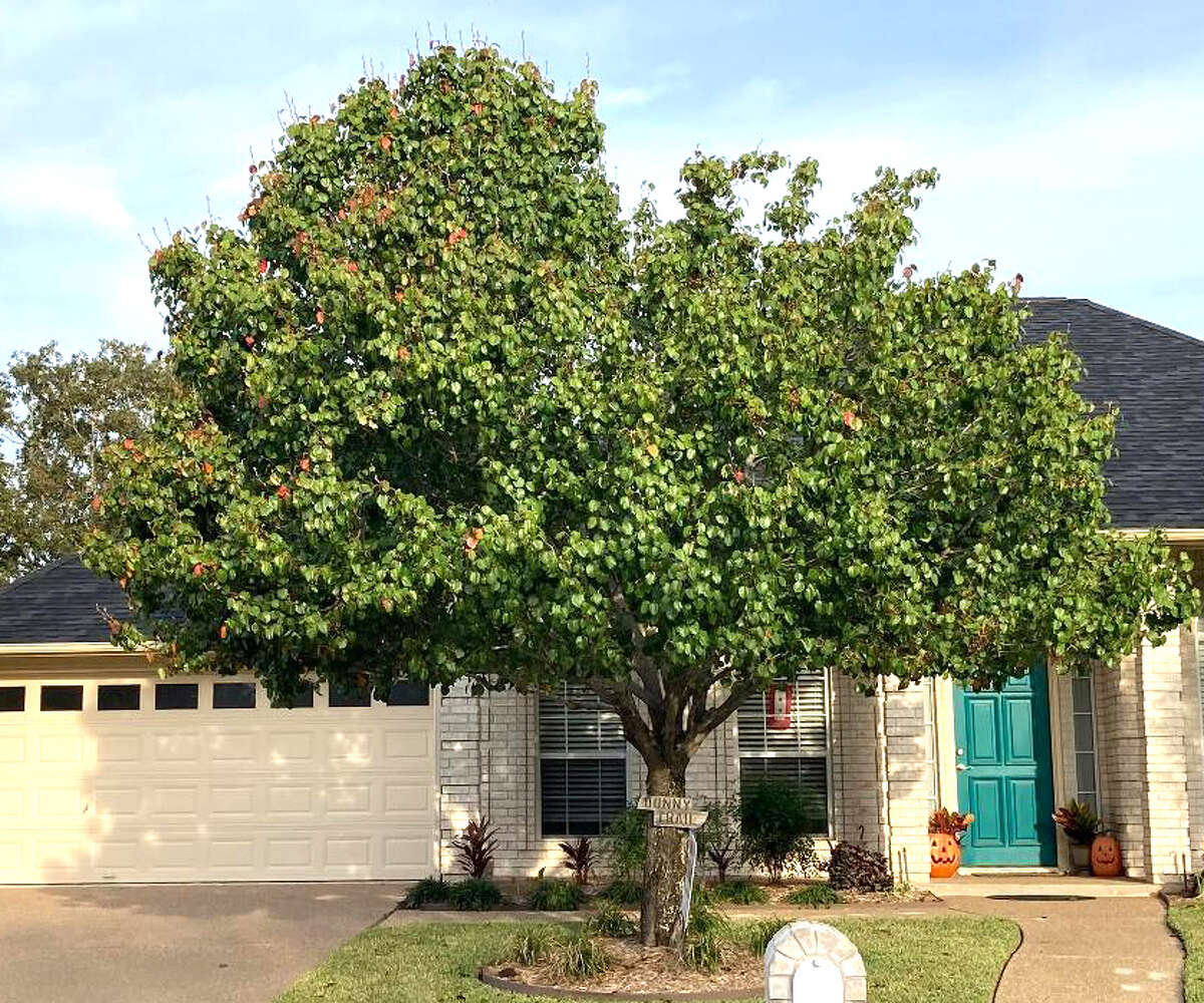 This ornamental pear tree has trunk damage, and if not removed, it likely will fall.