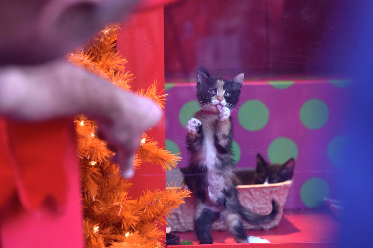 A kitten peers out at onlookers after the unveiling of the Holiday Windows display at Macy's in San Francisco. The department store works with the Society for the Prevention of Cruelty to Animals to find homes for adoptable animals. 