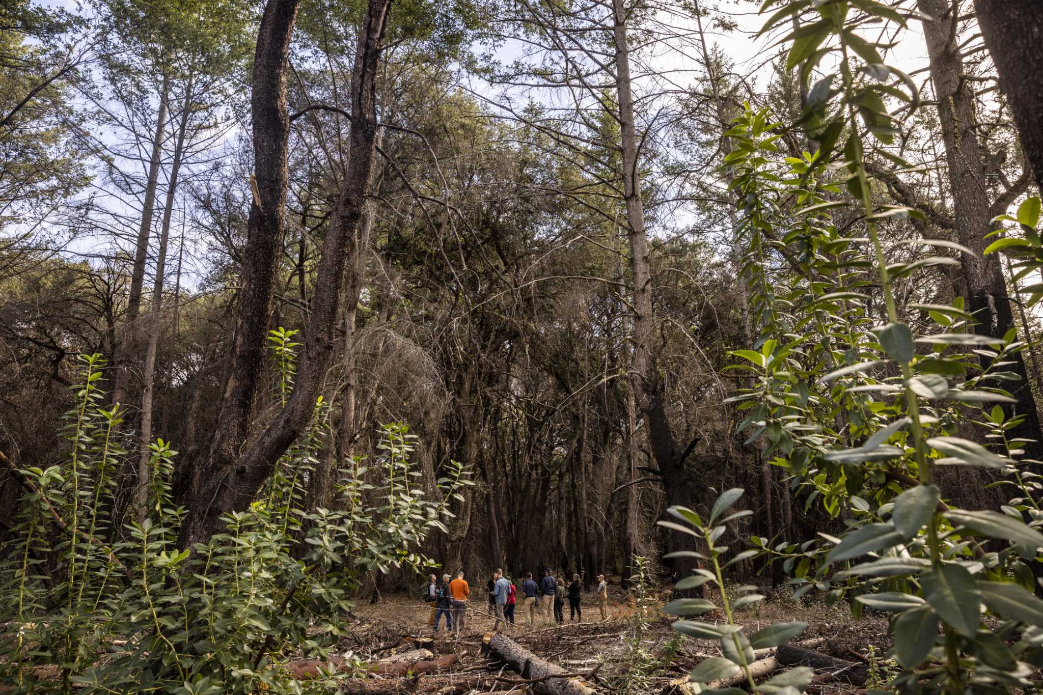 Large number of trails opening in Santa Cruz Mountains thanks to