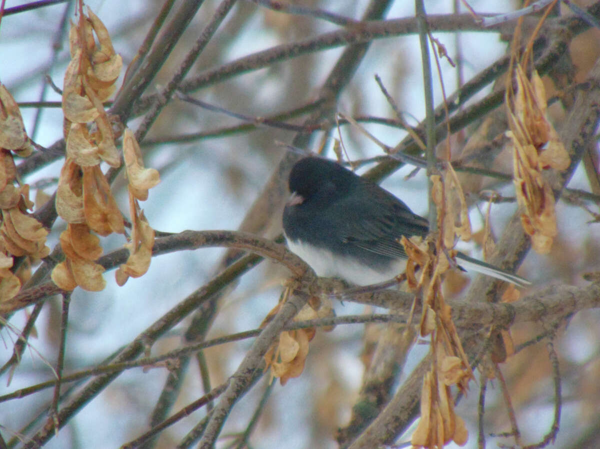 Winter birds, such as junco's, can be seen flocking to bird feeders and playing on snow-covered branches and shrubs. 