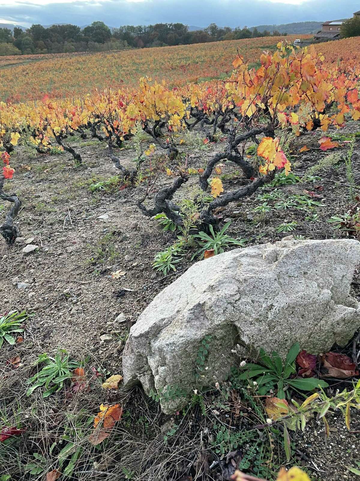 Jonathan Pey's Beaujolais vineyard sits above 1,300 feet in elevation and has large granite soils.