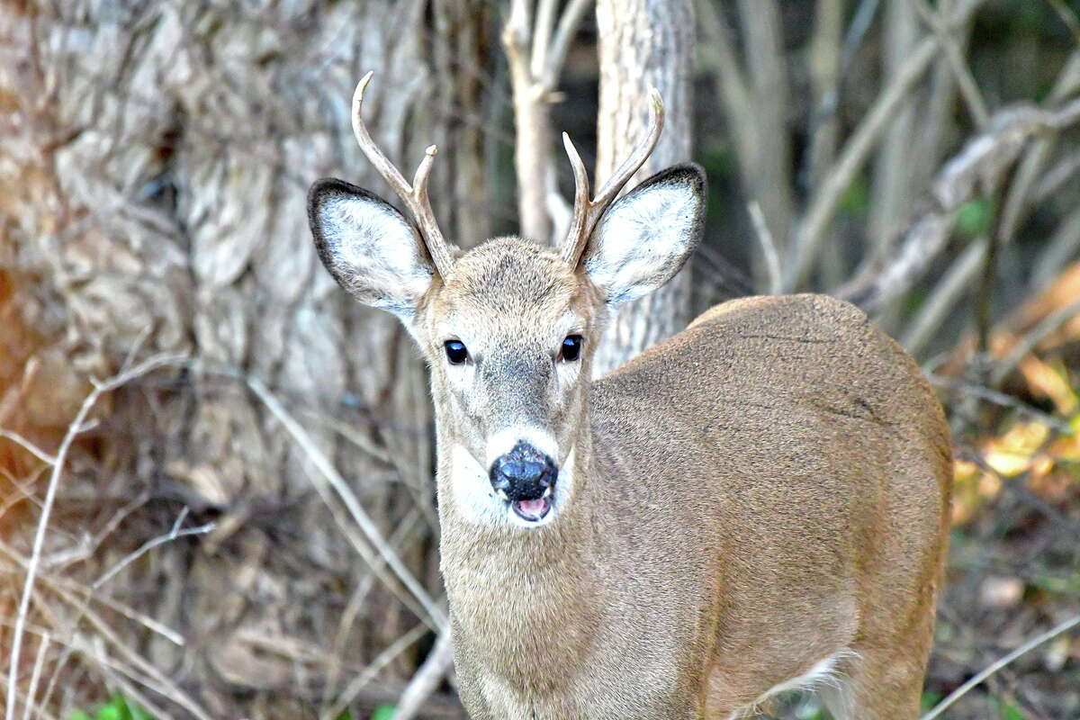 A young buck pauses while making its way through the woods.