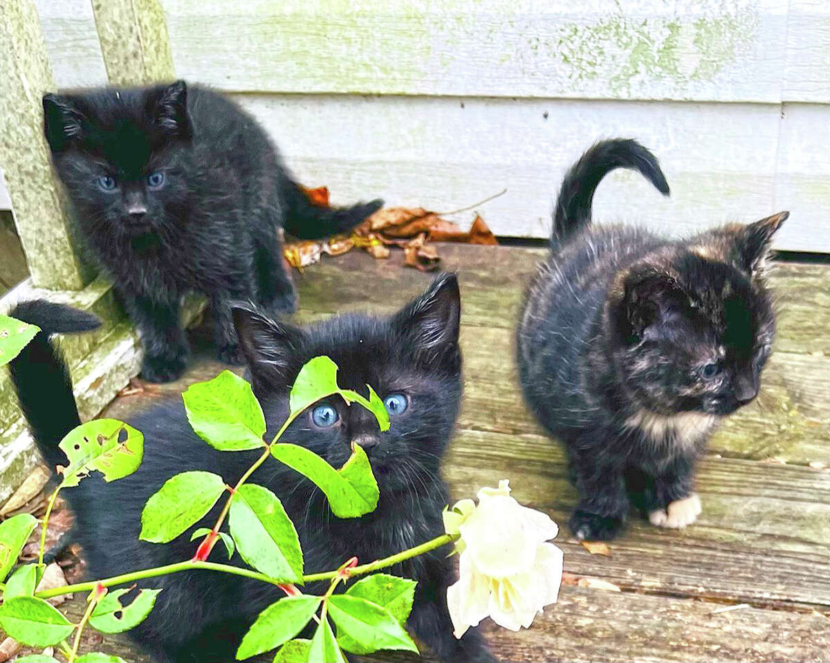 Three kittens play with the last of summer's roses.