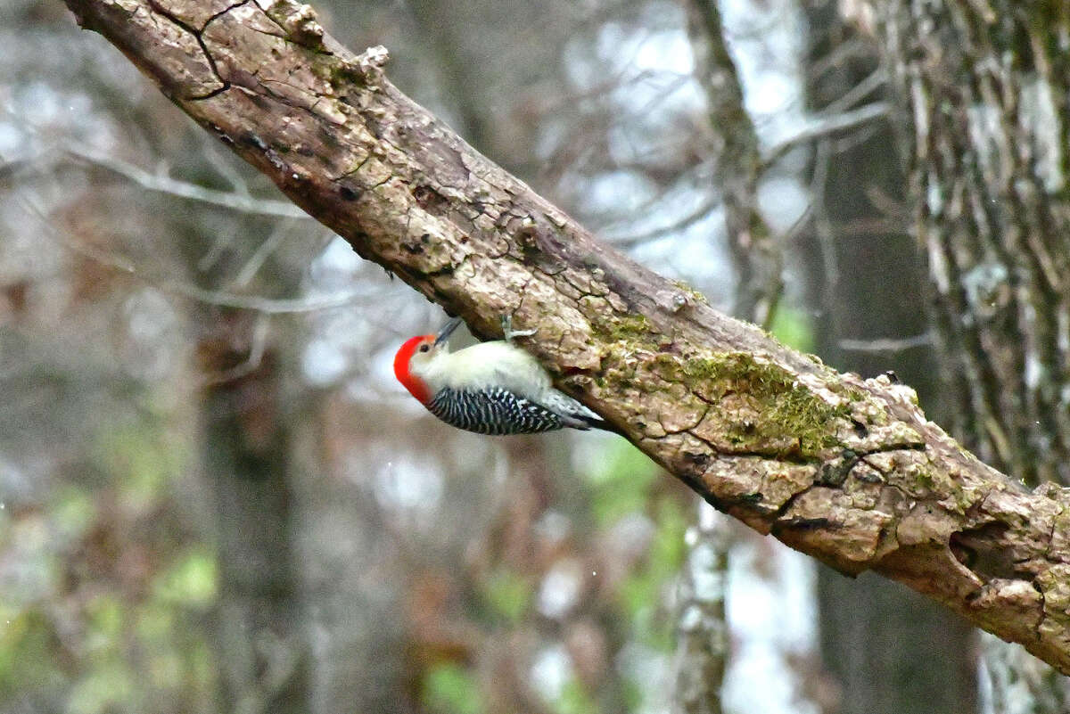 A woodpecker stores food for winter.