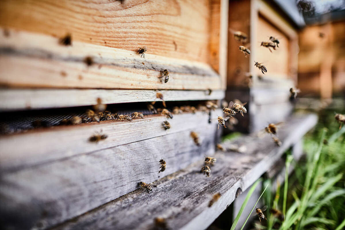 Here's what to know about Bolton Bee's the beekeepers revolutionizing the business in partnership with solar farms. 