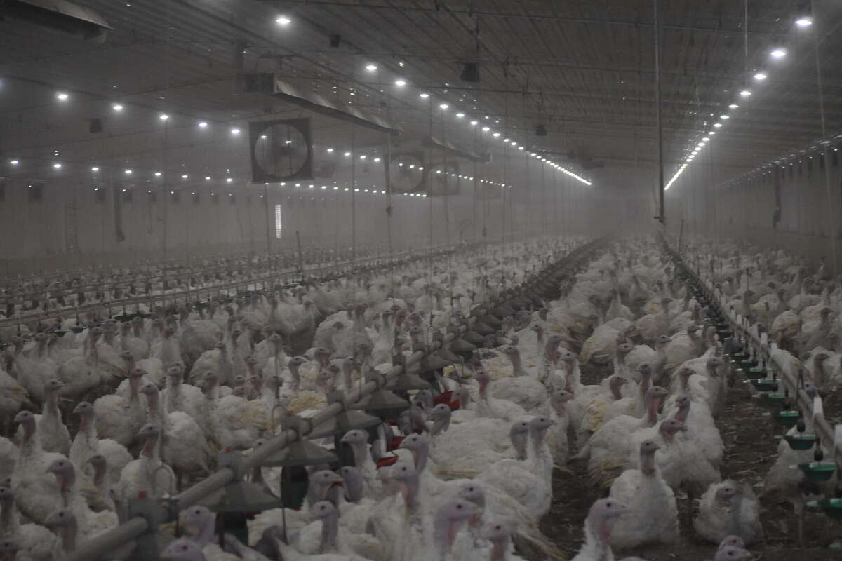 Sietsma Turkey Farm, Morley, raises over 30,000 turkeys at a time