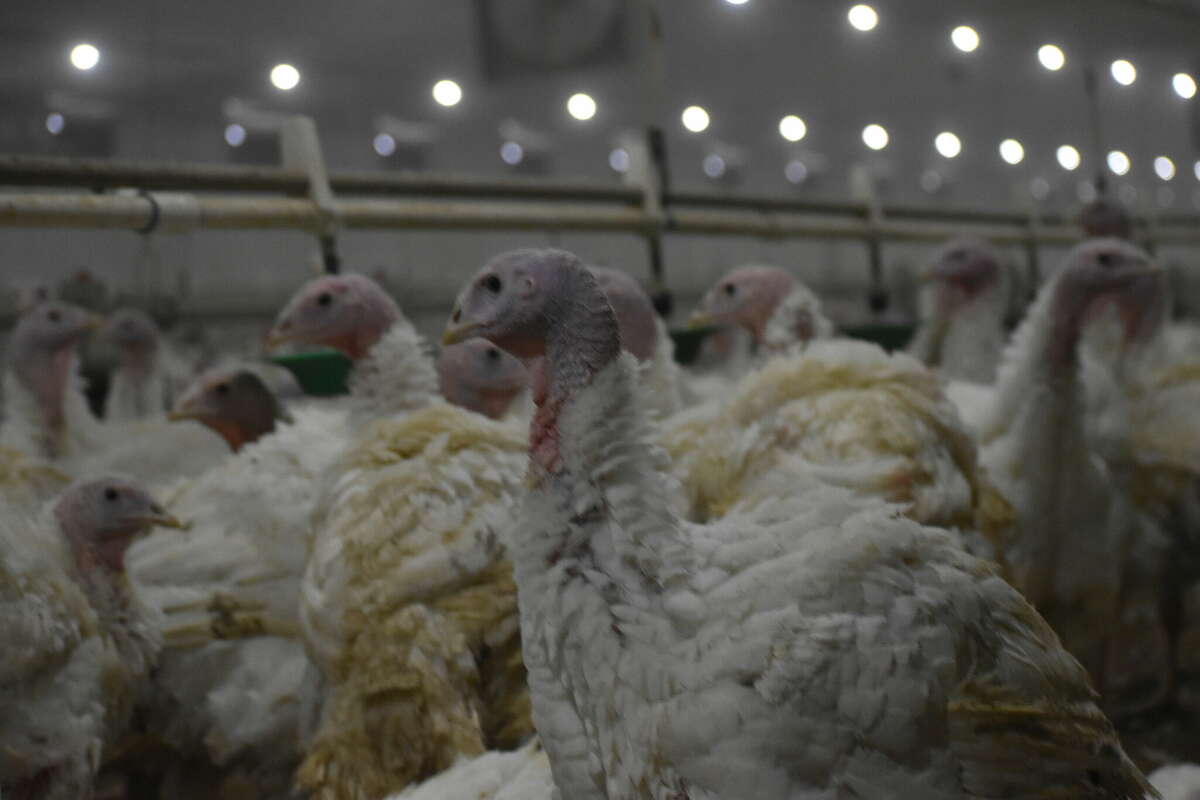 Sietsma Turkey Farm, Morley, raises over 30,000 turkeys at a time