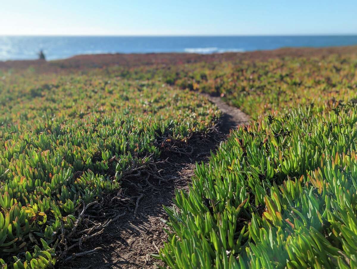 A trail through ice plant, an iconic feature of California's coastal landscape.