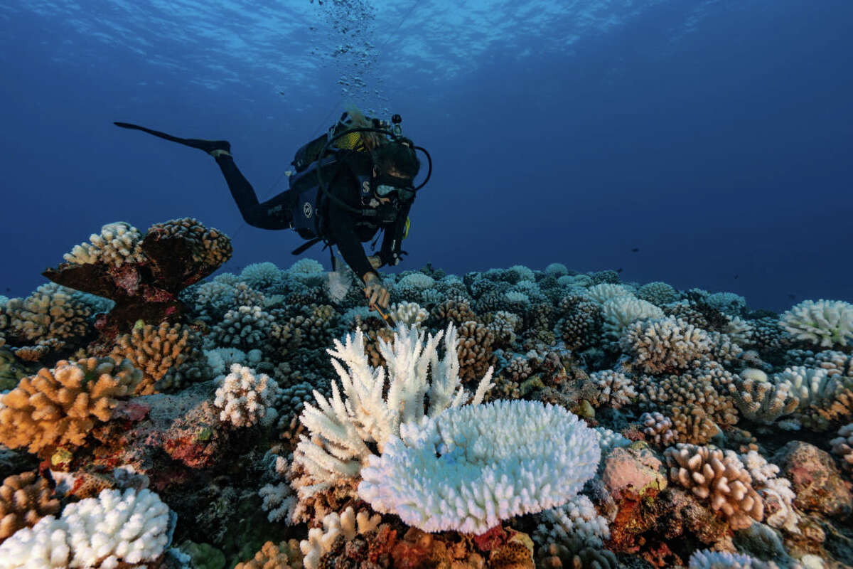 Coral bleaching -- when increased ocean temperatures cause coral reefs to expel algae and turn white -- can already be seen on many of the world's coral reef ecosystems.