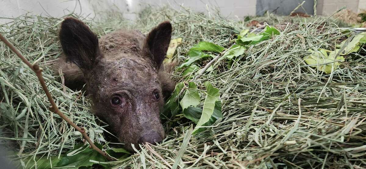 一只在南太浩湖被发现的孤儿熊宝宝在奥克兰动物园的兽医日复一日地工作后被实施了安乐死。