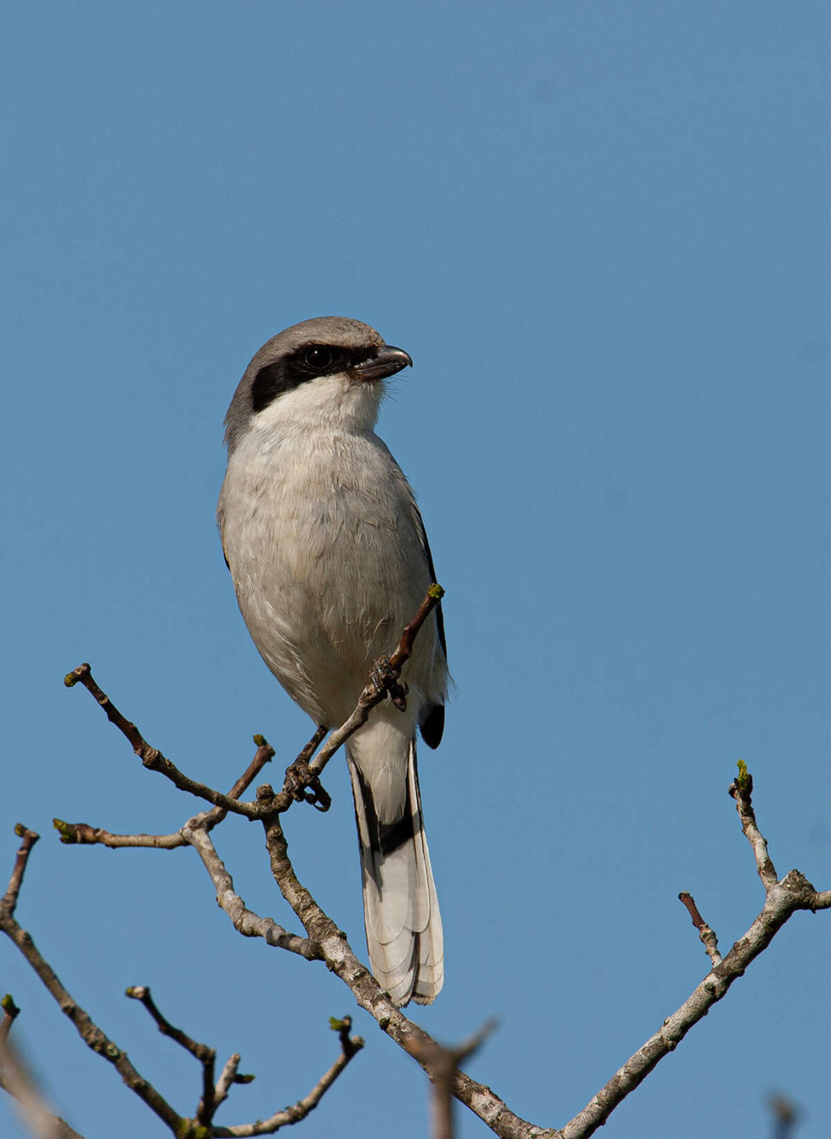 Look for a loggerhead shrike during a your visit to Coastal Prairie Conservancy property. Photo Credit: Kathy Adams Clark. Restricted use.