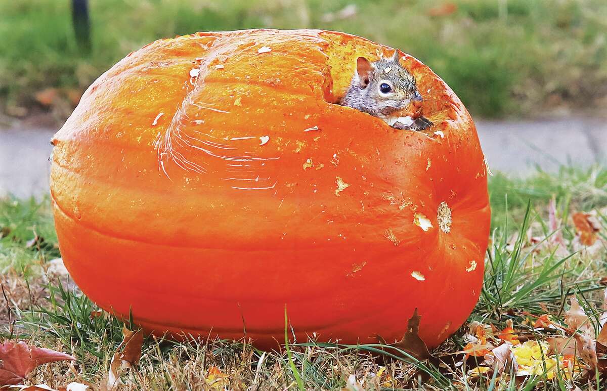 John Badman|The Telegraph A nervous squirrel who gnawed his way through and into a large pumpkin in the 200 block of 8th Street in Wood River keeps an eye out as he starts his Thanksgiving feast early. The squirrel was extremely alert, with several competitors lurking nearby also wanting their share of the pumpkin bounty. The Telegraph extends to the Riverbend its wishes for a joyous Thanksgiving.