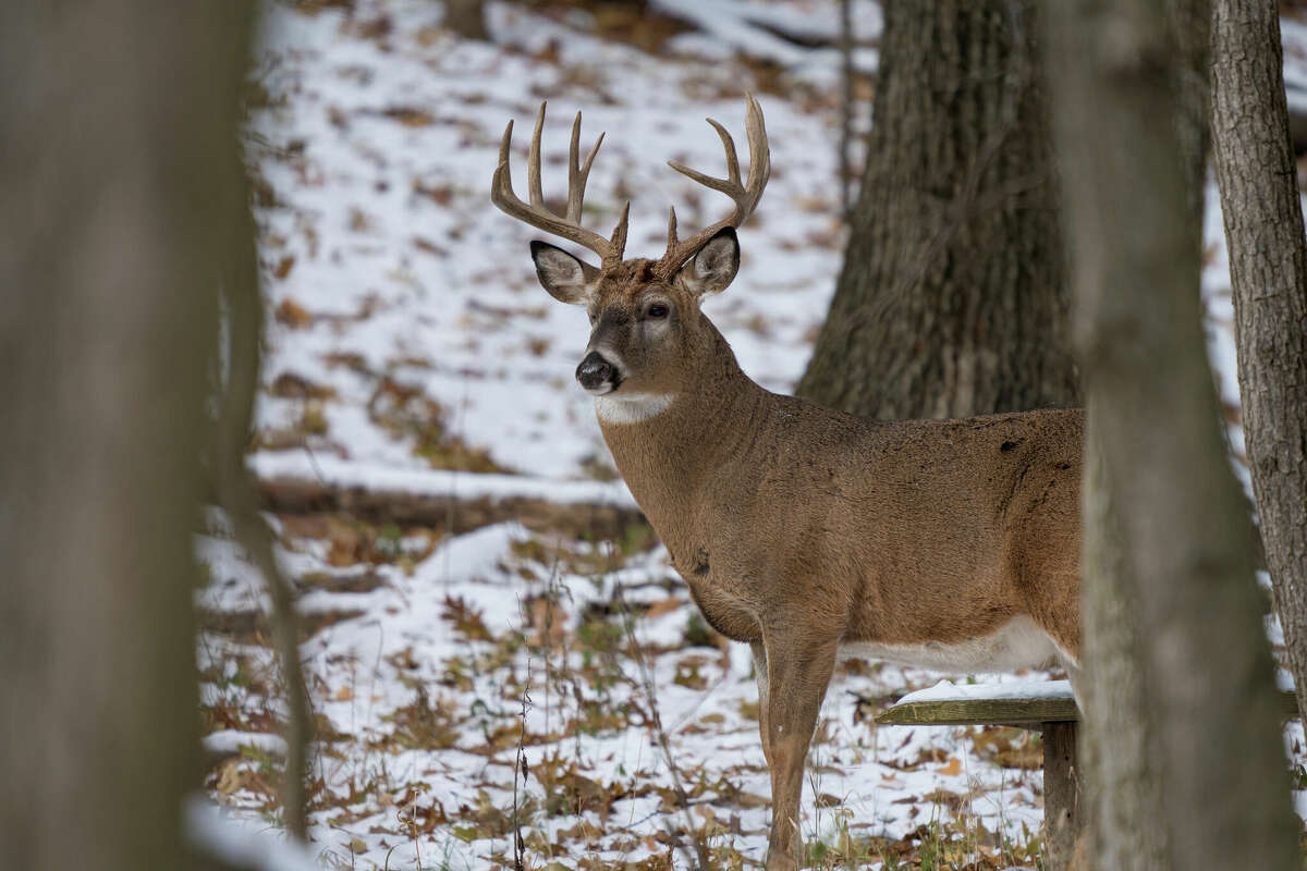 One Thumb county leads Michigan with the most deer harvested during firearm season.