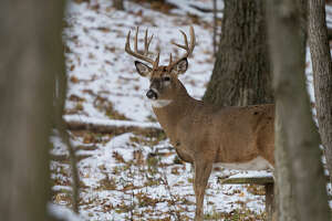 Firearm deer season in mid-Michigan showing strong harvest totals