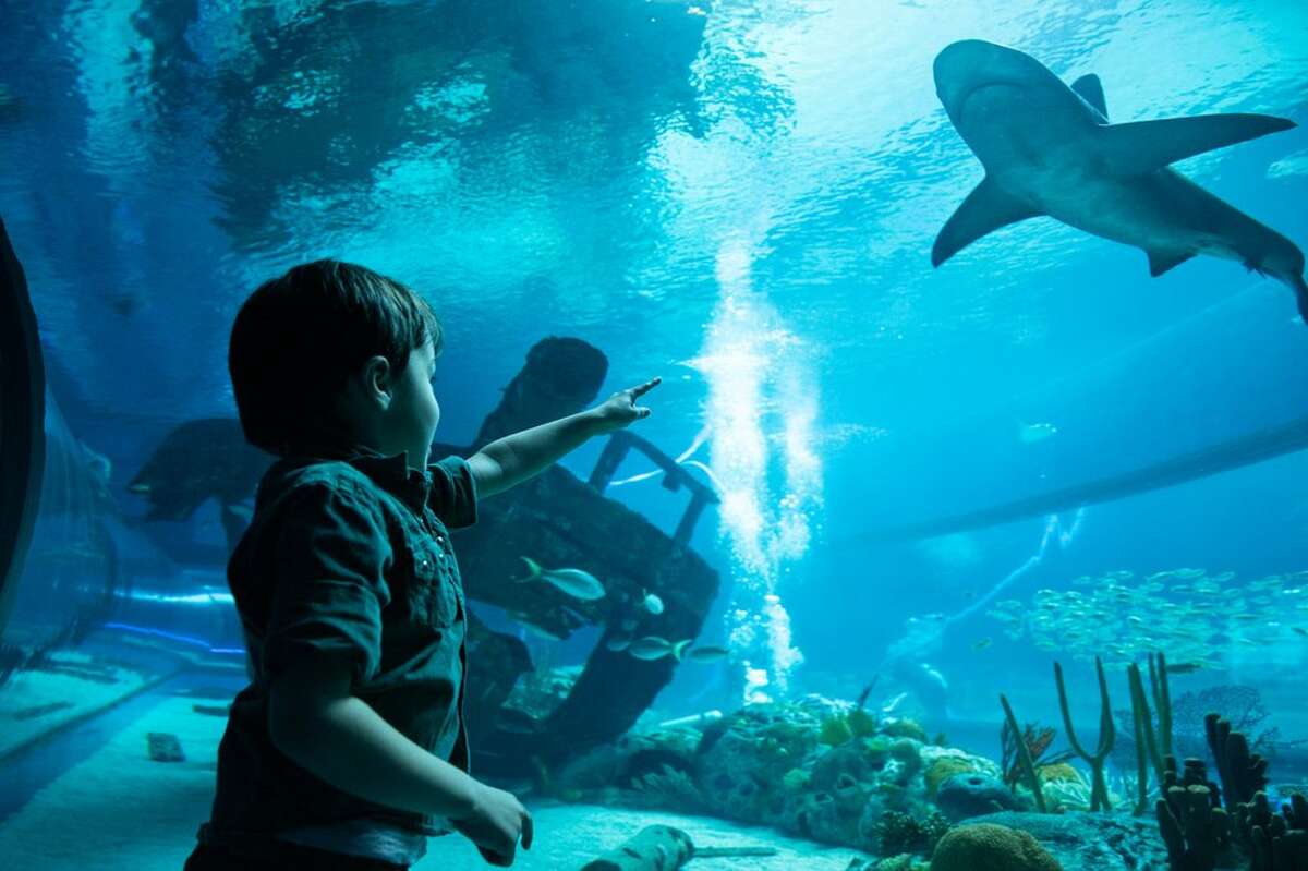 A child watches a shark exhibit at the Texas State Aquarium.