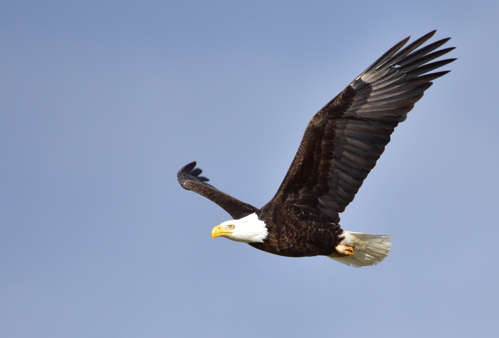 Worries for bald eagles leaving endangered list